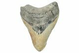 Fossil Megalodon Tooth - North Carolina #255392-1